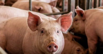 Consumo histórico y dinámica regional: el nuevo escenario del sector porcino argentino