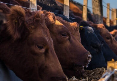 Mercado vacuno: la menor faena y el récord en feedlots anticipan un cambio de ciclo