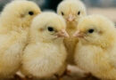 INTA e INMUNER desarrollan una nueva vacuna aviar contra la bronquitis infecciosa