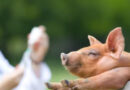 Bioseguridad y genética: los pilares de la producción porcina en Argentina