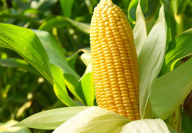 El agro liquidó US$ 3.228 millones en septiembre: un salto del 17% impulsado por el maíz